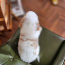 골든파티