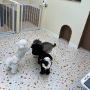 뽀프퍼피(POFF PUPPY) 이미지