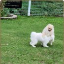 애견카페왕 이미지