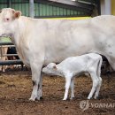 고려축산 이미지