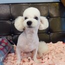 멍멍 애견미용 이미지