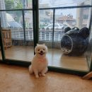 펫하우스 V 이미지