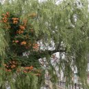 주식회사 호가 | 대마도패키지후기 여행특공대 1박2일로 충분했던 추천 코스