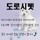 부산 강아지분양 도로시펫 이미지