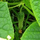 용한농장 이미지