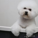 레이지포 이미지