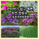 키우기 쉽고 예쁜 정원수 추천 (feat. 푸르네정원문화센터 정원 가꾸기 교육)