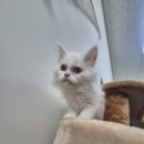 낭만고양이(강서점) 이미지