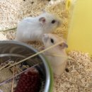 햄스터농장 이미지