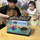 특별활동(동물교실) - 면양, 테라핀거북이, 풀무치🐑🐢 이미지