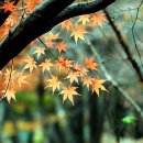 금용암 - 1620 | 금용암