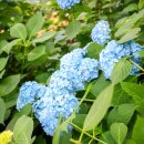 청산아래 염소이야기 | 태안 청산수목원 볼거리 수국 주차 충남 드라이브 코스