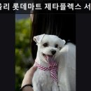 누들킹 롯데마트 제타플렉스 서울역점 | 서울, 중구, 애견샵, 추천 콜리올리 롯데마트 제타플렉스 서울역점 서울역 바로 앞 다양한 애견용품