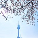 청라언덕역(신남역)(2호선) | 대구 여행ㅣ이월드 청라언덕 계명대 등 봄꽃 인생사진 스팟