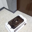 댕냥이살롱 | 창원/김해 고양이 미용 :: 내돈내산 댕냥이살롱 후기