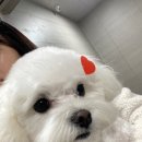 댕묭실 | 댕묭실 후기