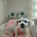 아보네 멍빌리지 이미지