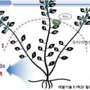 노동절약형 수박 재배 신기술 현장에서 시험 이미지