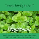 클린온 이미지