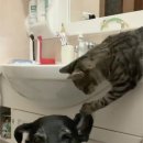 강아지세상 고양이세상 이미지