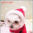 몽슈슈 강아지 이미지