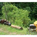 숲속풍경 이미지