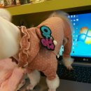 코소코소 꿍이네 이미지