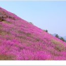 [2024년 4월 6일 토요일] 창원 천주산( 진달래축제하늘을 받치고 있다는』뜻을 가진 산 산행안내 이미지