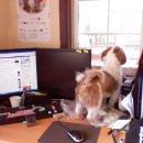 도시 강아지 이미지