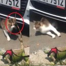 산책하는 고양이 이미지