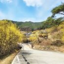경북 3월 꽃구경 여행지 추천 개화 시기 맞춘 경상북도 봄나들이 데이트 코스 베스트 5