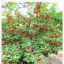 대영농원 이미지