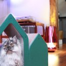 펫라이프 이미지