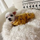 이쁘개(이동애견미용) 이미지