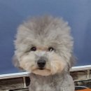 예쁘개해줄개 이미지