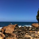 아보카(AVOCA) 이미지