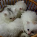 고명농장 이미지