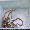 고씨건강원