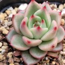 핑크 체리 이미지