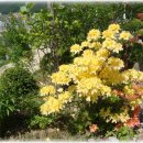 임계면지소 이미지