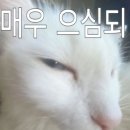 황금거위 동화 | 3월 | 서브스턴스 (THE SUBSTANCE, 2024)