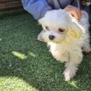 멍로하 | 3주만에 다시만난 뽀송이 입양했어요! 사지말고 입양하세요