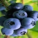 블루베리 이미지