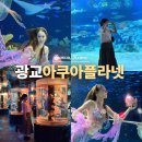 이마트24 광교포레나점 | 수원 여름 실내 가볼만한곳 광교 아쿠아플라넷 인어쇼 놀거리