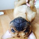 단디프렌치 이미지