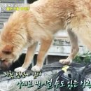 동물사랑애견샵 이미지