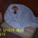 터주대감 이미지