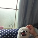 독크루북구점 | 매곡동 애견카페 독크루 N번째 방문 후기, 갈 때마다 감동받는 이유