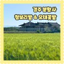 5월 경주 여행 가볼만한곳 분황사 청보리밭과 유채꽃밭 위치 주차