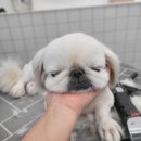 꽃단장 애견미용실 이미지